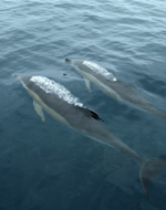 Dolphin Tour NJ