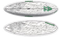 Pro 8'5 x 29