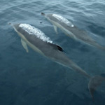 Ocean Kayak Tour